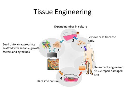 PPT - Cell and Tissue Engineering Nanotechnology PowerPoint Presentation - ID:6599651