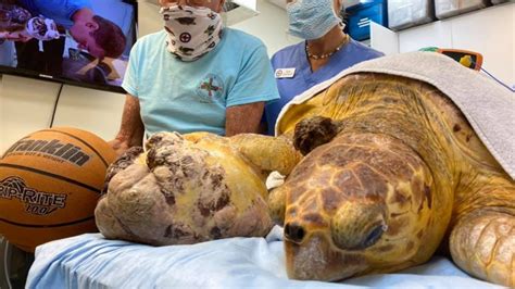 Turtle has surgery to remove tumor | wtsp.com