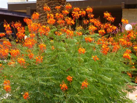 Caesalpinia pulcherrima | Drought resistant plants, Drought tolerant ...