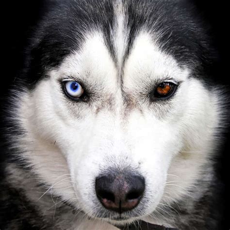 The Most Vocal Dog Breed Alive: All About the Siberian Husky - K9 Web