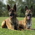 Belgian Malinois 101: Owner's Guide