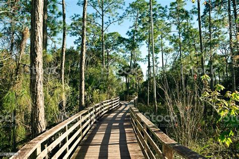 Wildlife Sanctuary boardwalk at Corkscrew Swamp Sanctuary in the... | Wildlife sanctuary ...