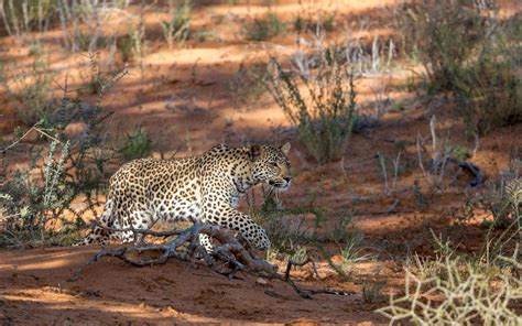 Photography Duo Patiently Stalks Leopard in Natural Habitat for ...