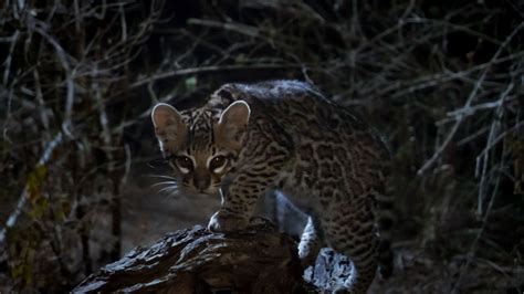 Ocelot Fact Sheet | Blog | Nature | PBS