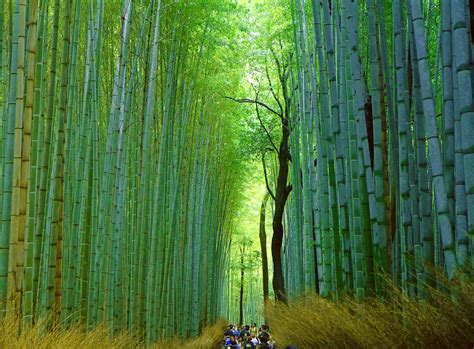 Find your inner zen at Arashiyama’s Sagano Bamboo Forest, Kyoto – Unusual Places