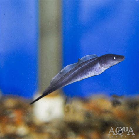 Aba Aba Knifefish (Gymnarchus niloticus) - Aqua Imports