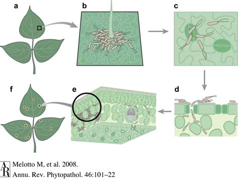 A simplified diagram of the infection cycle of Pseudomonas syringae.... | Download Scientific ...