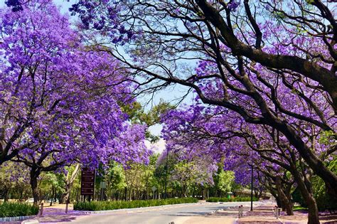 Jacaranda Garden | Fasci Garden