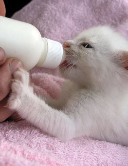 Bottle Feeding the Newborn Kitten | Hartz