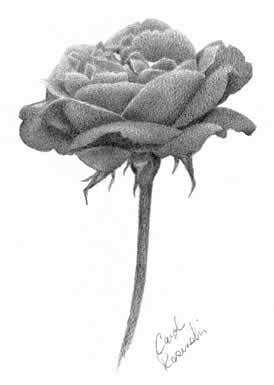 Draw An Open Rose – Carol's Drawing Blog