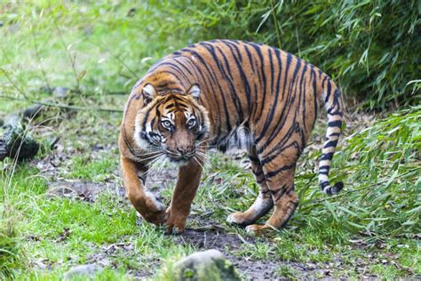 Large Tiger in the Wild is on the Hunt. Stock Image - Image of path ...