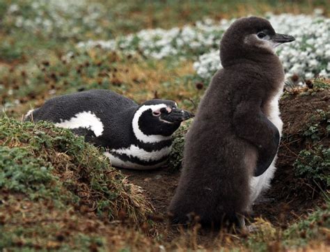 Oh No! Argentina's Magellanic Penguin Chicks Are Being Killed by Global ...