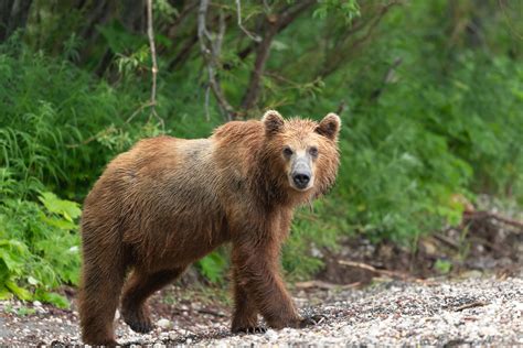 Animale sălbatice - Ce animale sălbatice trăiesc în România