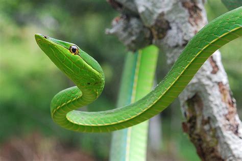 Green Vine Snake Facts! | Always Learning!