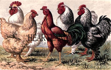 Antique Vintage Rooster Download Printable Wall Art Image - Etsy