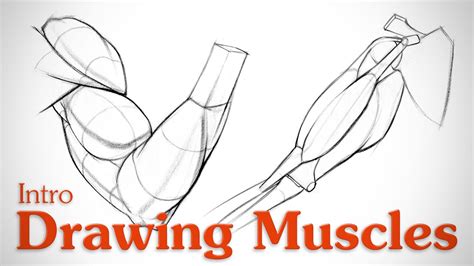 Drawing Muscles: What You Need to Know - Proko