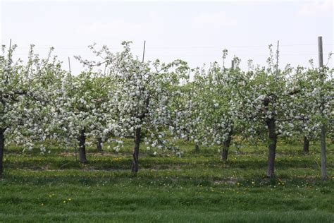 Crimson Crisp Apples - Tuttle Orchards