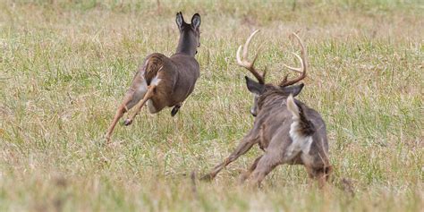 Rut Season – Drive Cautiously | West Easton PA