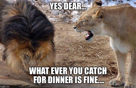 lion meme about just agreeing with her about dinner plans Animal Memes, Funny Animals, Cute ...