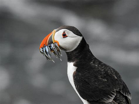 Atlantic Puffin with Mouthful of Fish Photograph by Lisa Crawford - Pixels