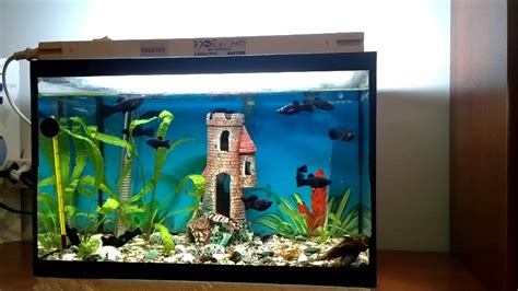 black molly fish tank with ancistrus :) - YouTube