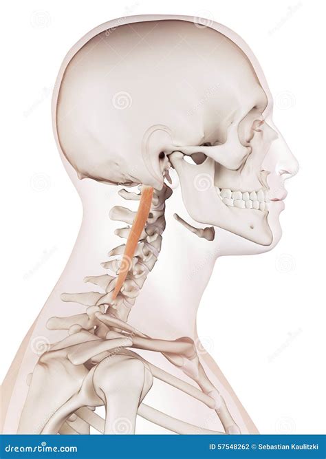 The longissimus capitis stock illustration. Illustration of anatomy - 57548262