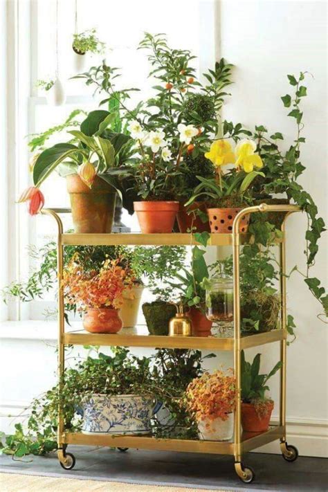 15 Best Indoor Gardening Ideas for Beginners and Advanced Gardeners