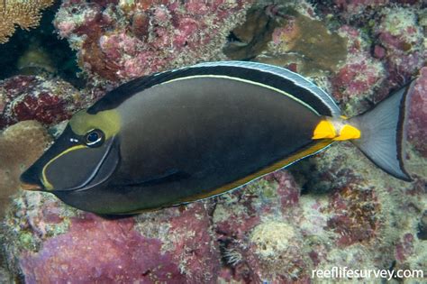 Naso lituratus - Orange Spine Unicornfish | ReefLifeSurvey.com