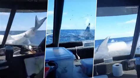 Giant Mako Shark Jumps Out of Ocean and Lands on Fishing Boat in New Zealand; Viral Video Makes ...