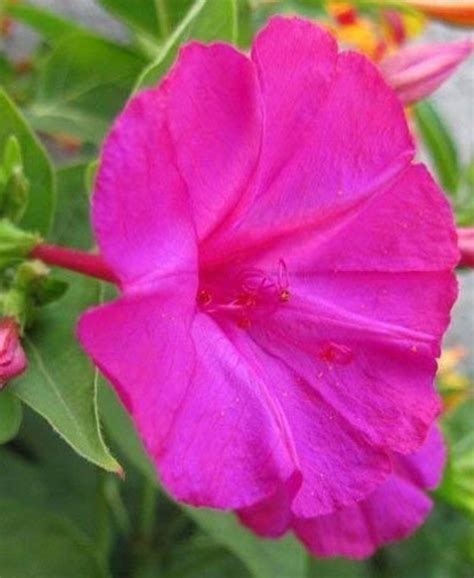 Mirabilis Jalapa Pink 20_seeds - Etsy