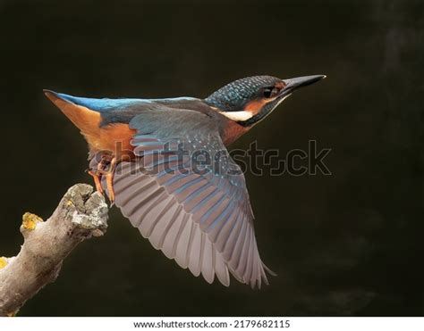 3.617 Beautiful Colorful Birds Take Off Images, Stock Photos & Vectors ...