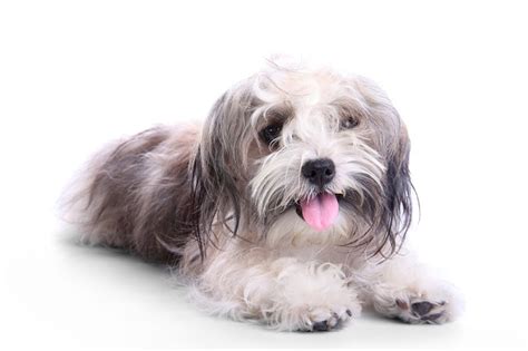 Havanese Shih Tzu Mix The Perfect Breed: Unveiling the Secrets