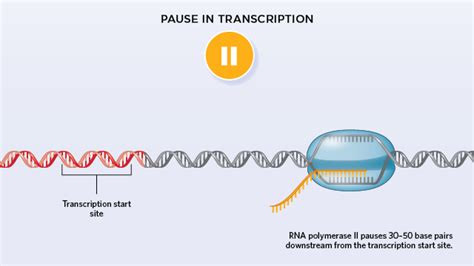 Paused RNA Polymerase Quashes New Initiation of Transcription | The Scientist Magazine®