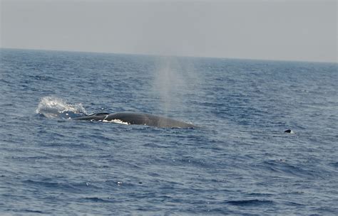 Balaenoptera physalus | Ocean conservation, Conservation, Marine biology