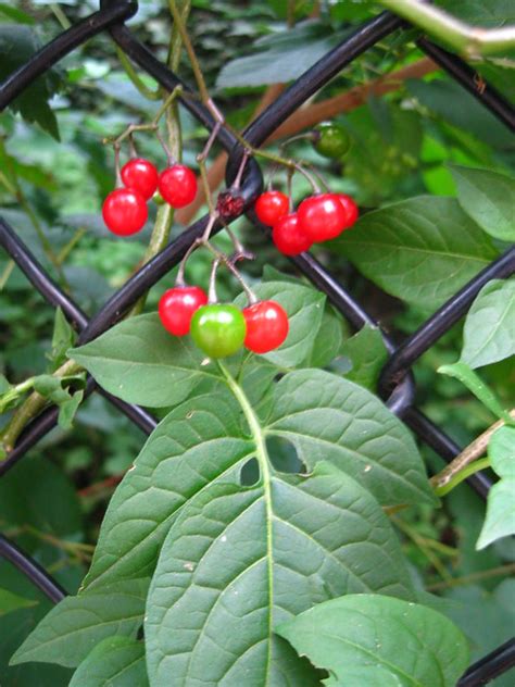 Solanum dulcamara - Bittersweet Nightshade red berries in summer | Flickr - Photo Sharing!