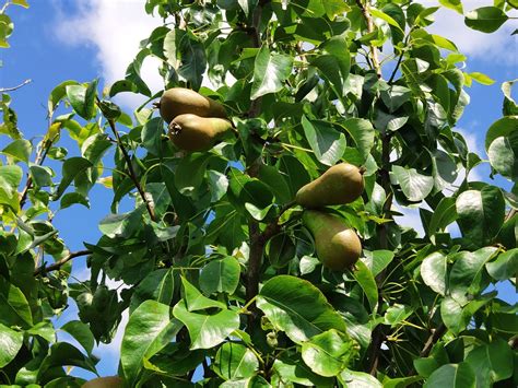 Pears Pear Tree Fruit - Free photo on Pixabay - Pixabay