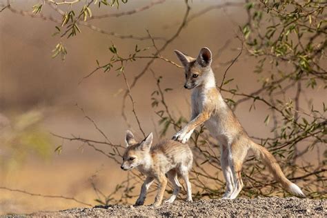 Desert fox pups by vipin.sharma on YouPic