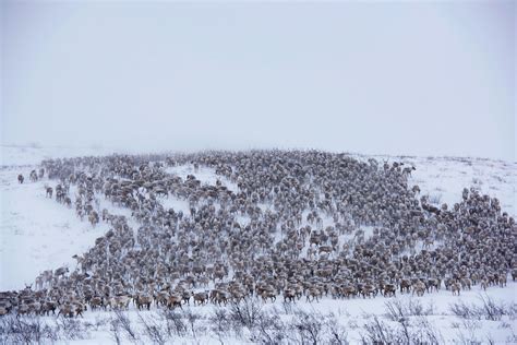 Watch the mass migration of Canadian reindeer