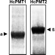 Sodium dodecyl sulfate polyacrylamide gel electrophoresis analysis of ...