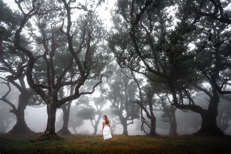 Ultimate Guide To Fanal Forest, Madeira: UNESCO World Heritage Site