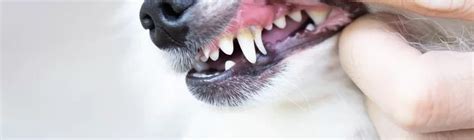 Does My Dog Have A Tooth Abscess