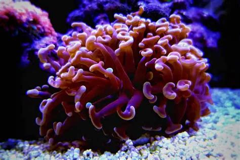 Hammer coral care: placement & feeding of Euphyllia ancora