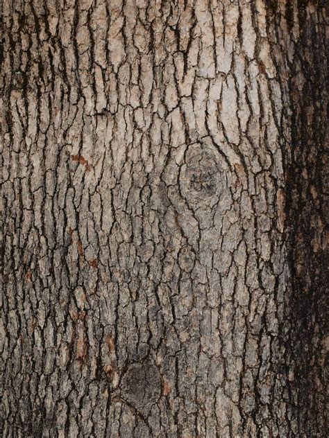 tree bark - Google Search | Tree bark texture, Tree texture, Tree bark