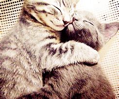 cuddling cats on Tumblr