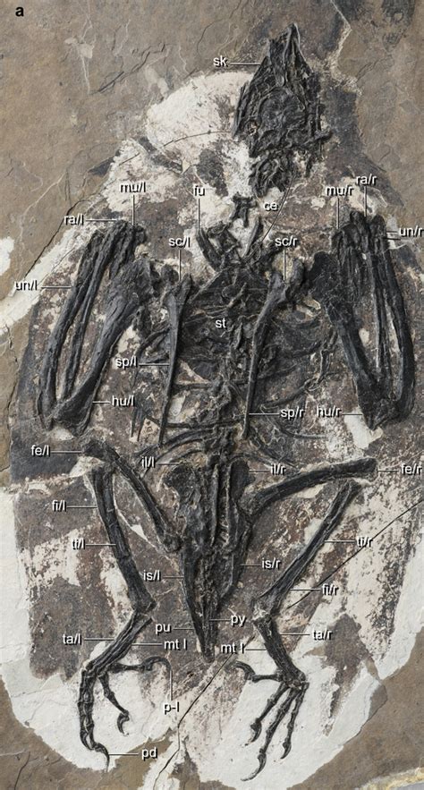 This Ancient Creature Is a Bizarre Hybrid of Dinosaur And Bird : ScienceAlert