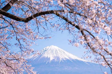 10 Spot Sakura Terbaik di Jepang - Tour Japan