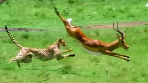 Triumph of the Herbivores Prey Escapes Predator Life of Mammals BBC Earth