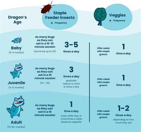 How Often Do Bearded Dragons Eat? Feeding Chart by Age – Dragon's Diet