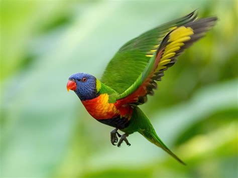 Rainbow Lorikeet Bird Facts (Trichoglossus moluccanus) | Bird Fact