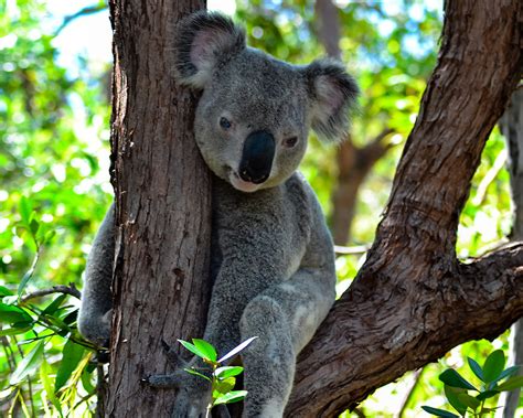 Wildlife encounters | Magnetic Island | Discover Magnetic Island